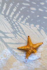 Wall Mural - Art Sea star on the beach background