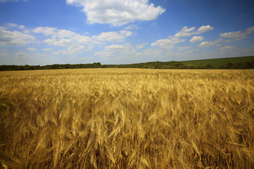 Poster - Field of wheat