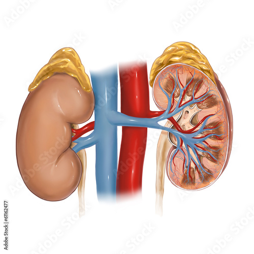 Naklejka - mata magnetyczna na lodówkę kidney