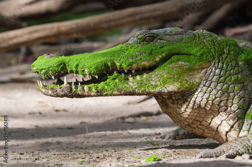 Zdjęcie XXL Krokodyl z Afryki Zachodniej
