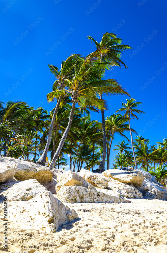Exotic palm trees on the rocky coast of the Caribbean beach - obrazy, fototapety, plakaty 