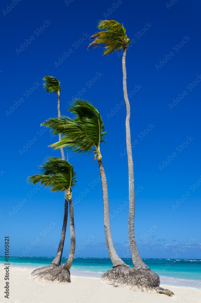 High royal palms on sandy Caribbean beach in Dominicana - obrazy, fototapety, plakaty 