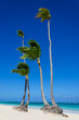 High royal palms on sandy Caribbean beach in Dominicana