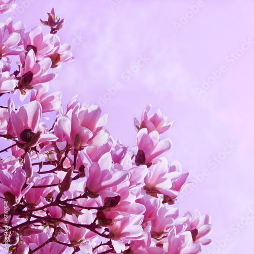 Board z aluminiowym obramowaniem Wiosna, magnolia w rozkwicie