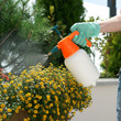 Spraying plants on a terrace