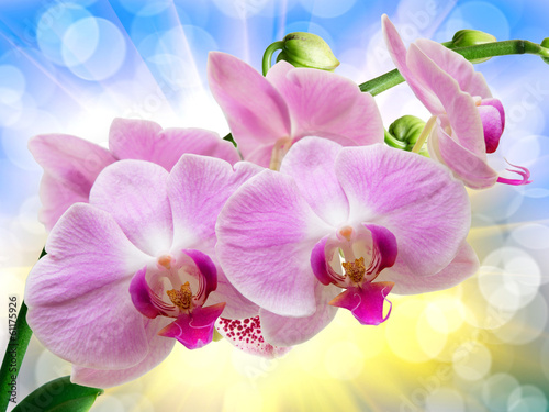 Board z aluminiowym obramowaniem Orchidea