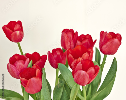 Plakat na papierze fotorealistycznym Bukiet czerwonych tulipanów