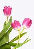 Fototapeta Tulipany - Bouquet of tulips on a white background