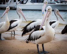 Extreme Closeup Of Australian Pelican