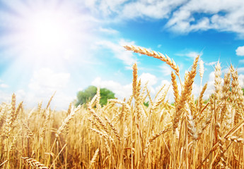 Wheat ears under the sun