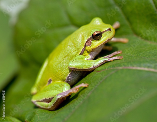 Obraz na płótnie canvas Europejska rzekotka drzewna (hyla arborea)