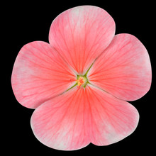 Pink Periwinkle Flower Isolated On Black