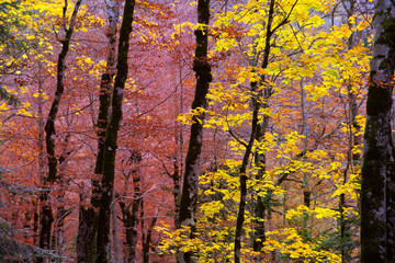 Wall Mural - Autumn forest in Pyrenees Valle de Ordesa Huesca Spain