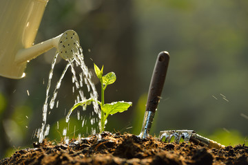 Poster - Sprout watered from a watering can