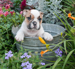 Canvas Print - Bulldod Puppy