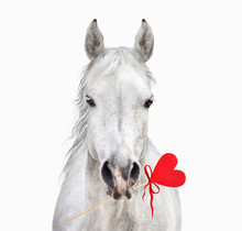 White Horse With Heart In Mouth, Valentine, Isolated