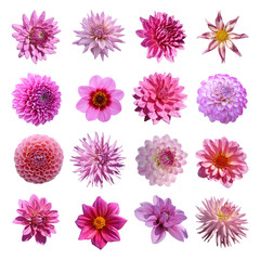 Sticker - collection dahlias roses