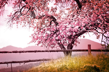 apple blossoms over blurred nature background/ spring flowers