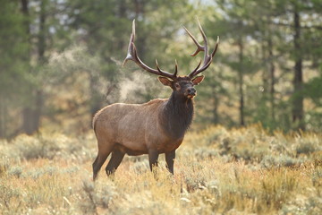 smoking elk