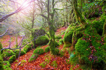 Wall Mural - Autumn Selva de Irati beech jungle in Navarra Pyrenees Spain