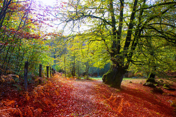 Wall Mural - Autumn Selva de Irati beech jungle in Navarra Pyrenees Spain