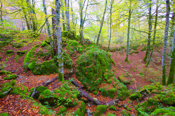 Wall Mural - Autumn Selva de Irati beech jungle in Navarra Pyrenees Spain