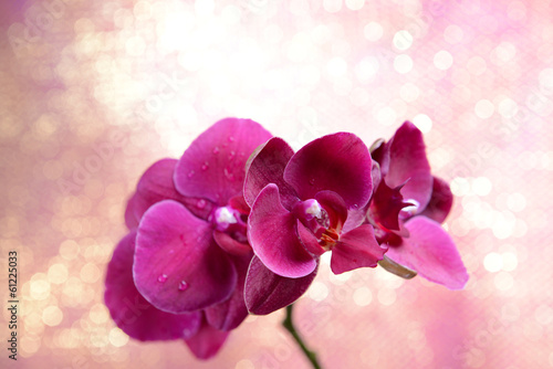 Plakat na papierze fotorealistycznym Piękna kwitnąca orchidea na jasnym tle koloru
