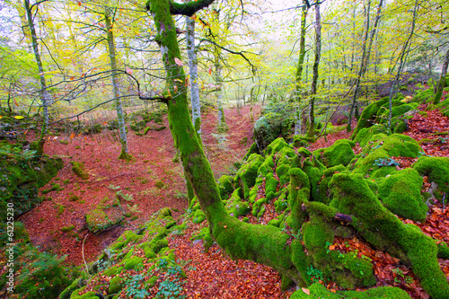 Board z aluminiowym obramowaniem Jesień selva de irati bukowa dżungla w Navarra Pyrenees Spain