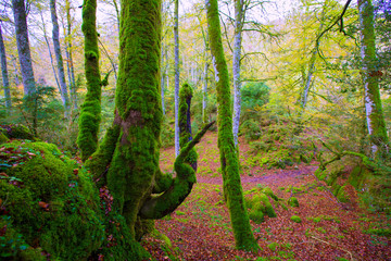 Wall Mural - Autumn Selva de Irati beech jungle in Navarra Pyrenees Spain