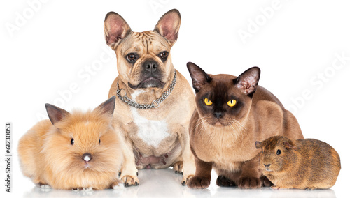 small group of pets © otsphoto