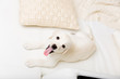 © Karramba Production - Top view of white Labrador puppy lying on the white sofa