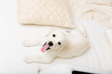 Top View Of White Labrador Puppy Lying On The White Sofa