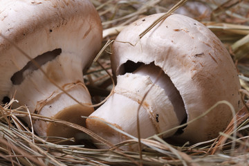 two champignons on the dry grass macro. horizontal