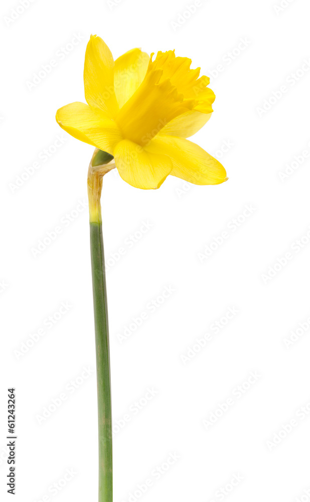 37 Osterglocke Zum Ausmalen Besten Bilder von ausmalbilder