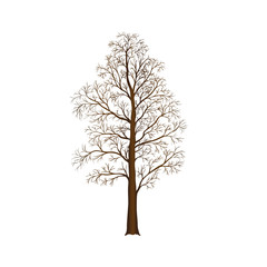Wall Mural - detached tree without leaves, vector illustrations