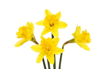 Obraz na płótnie kwiat trąbka narcyz płatki żółty