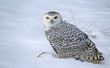 Sitting Snowy Owl