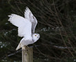 Snowy Owl Flapping it's Wings