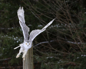 Wall Mural - snowy owl take-off