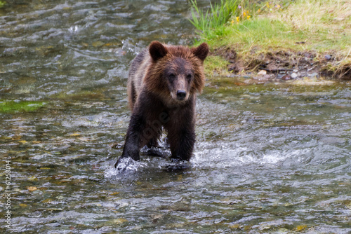 Plakat na papierze fotorealistycznym Niedźwiadek grizzly