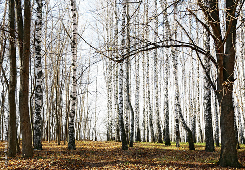 Fototapeta na wymiar Autumn forest