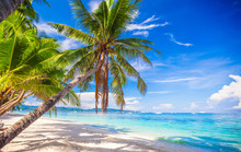 Coconut Palm Tree On The White Sandy Beach