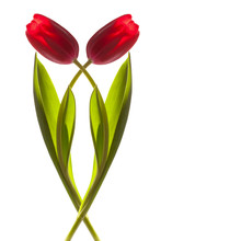 Two Tulip Flower On A Stem With Leaves Isolated On White Backgr