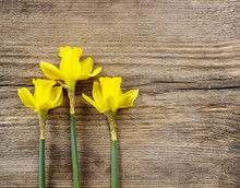 Yellow Daffodils On Wooden Background