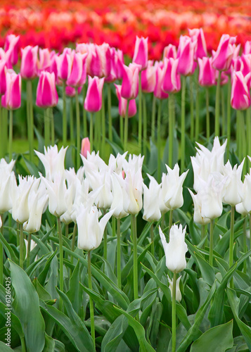 Plakat na papierze fotorealistycznym Tulipany