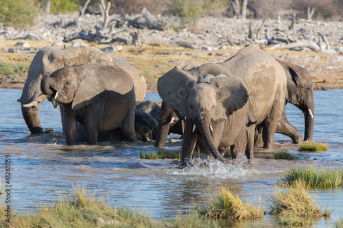 Plakat na papierze fotorealistycznym Słonie w etosha