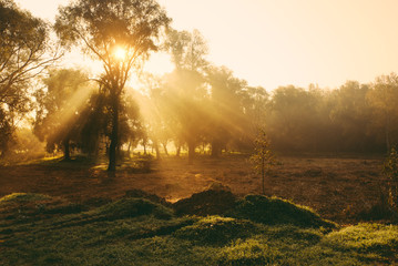 Canvas Print - Sun rays in the park