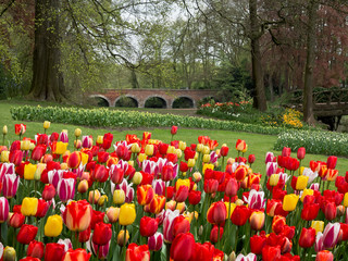 Fotomurales - Tulips in the park.