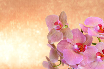 Wall Mural - Beautiful blooming orchid  on light color background