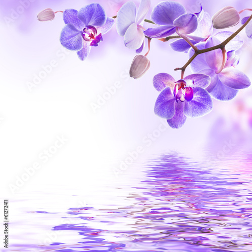 Naklejka na szafę Tropikalne purpurowe piękne storczyki